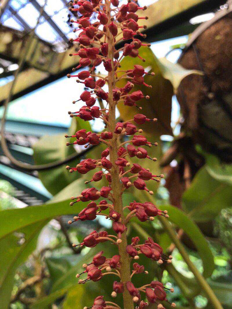 Byrsonima densa flower
