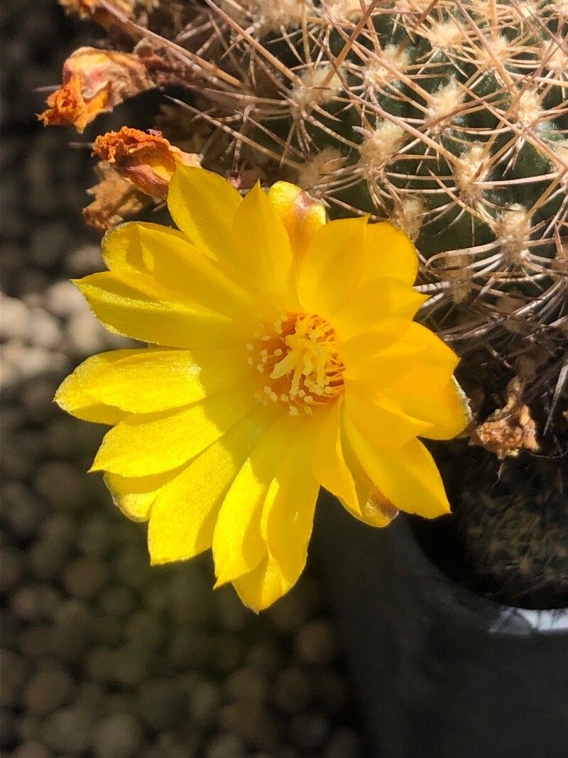 Rebutia arenacea flower