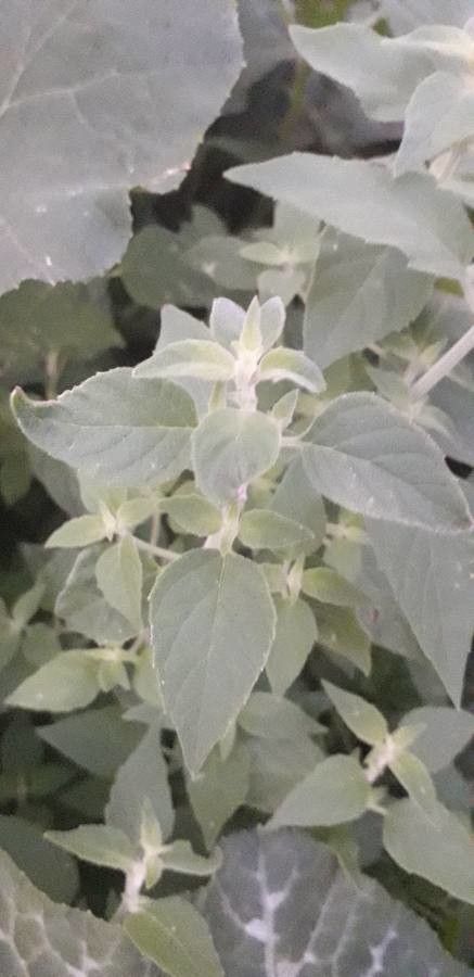 Minthostachys verticillata leaf