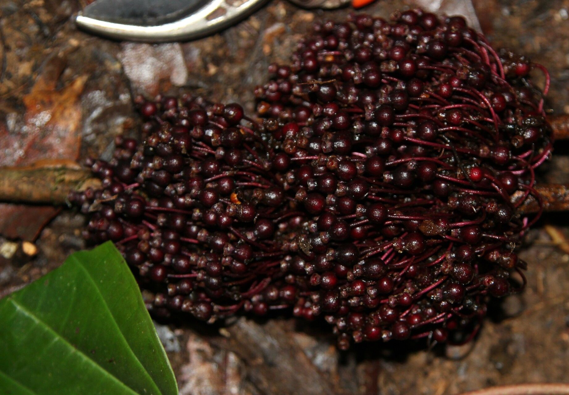 Medinilla mirabile fruit
