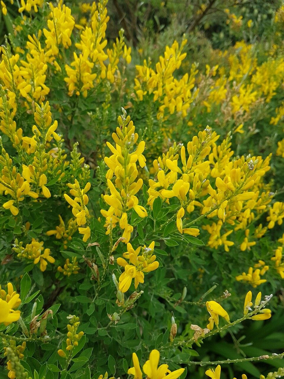Genista stenopetala flower