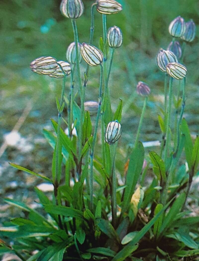 Silene wahlbergella — houseplant care guide