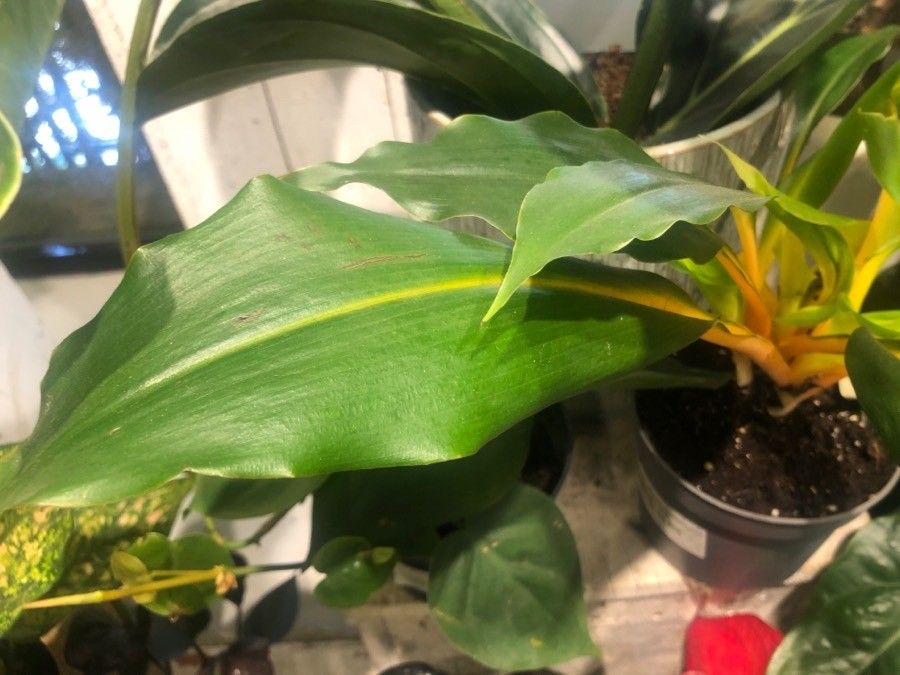 Chlorophytum orchidastrum