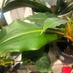 Chlorophytum orchidastrum