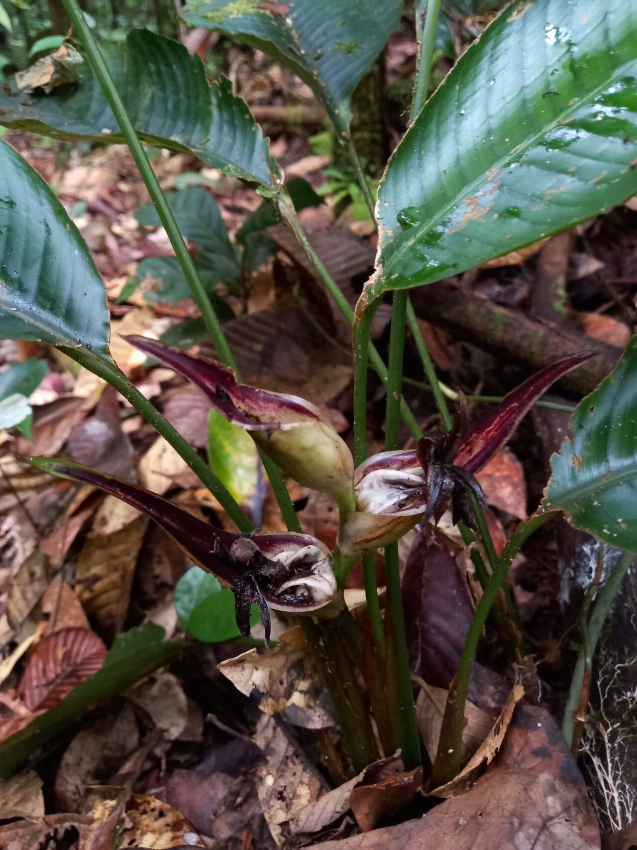 Heliconia lourteigiae leaf