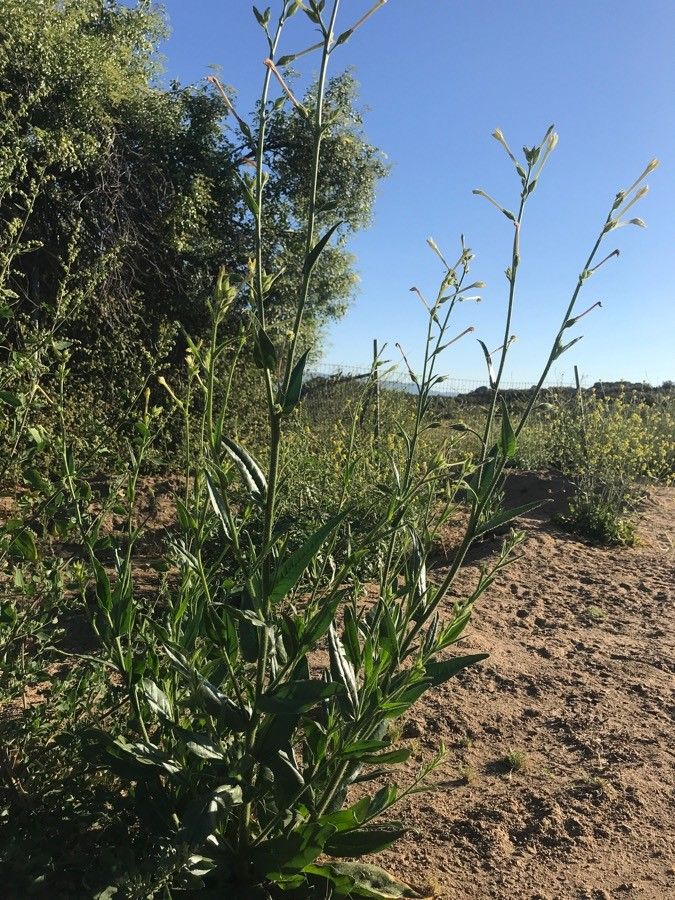 Nicotiana quadrivalvis habit