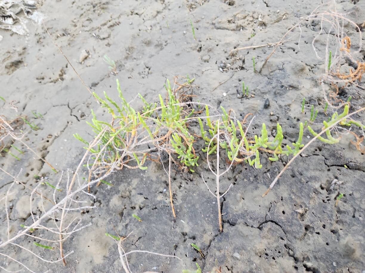Salicornia iranica other