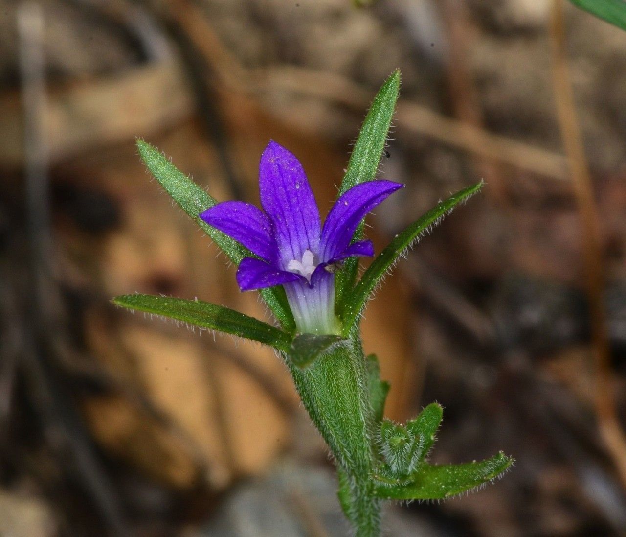Githopsis specularioides — search result for 'West Coast of North America'