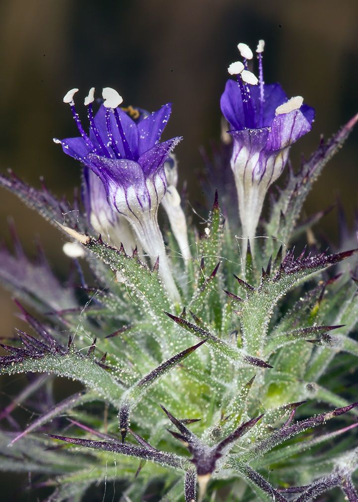 Navarretia setiloba flower
