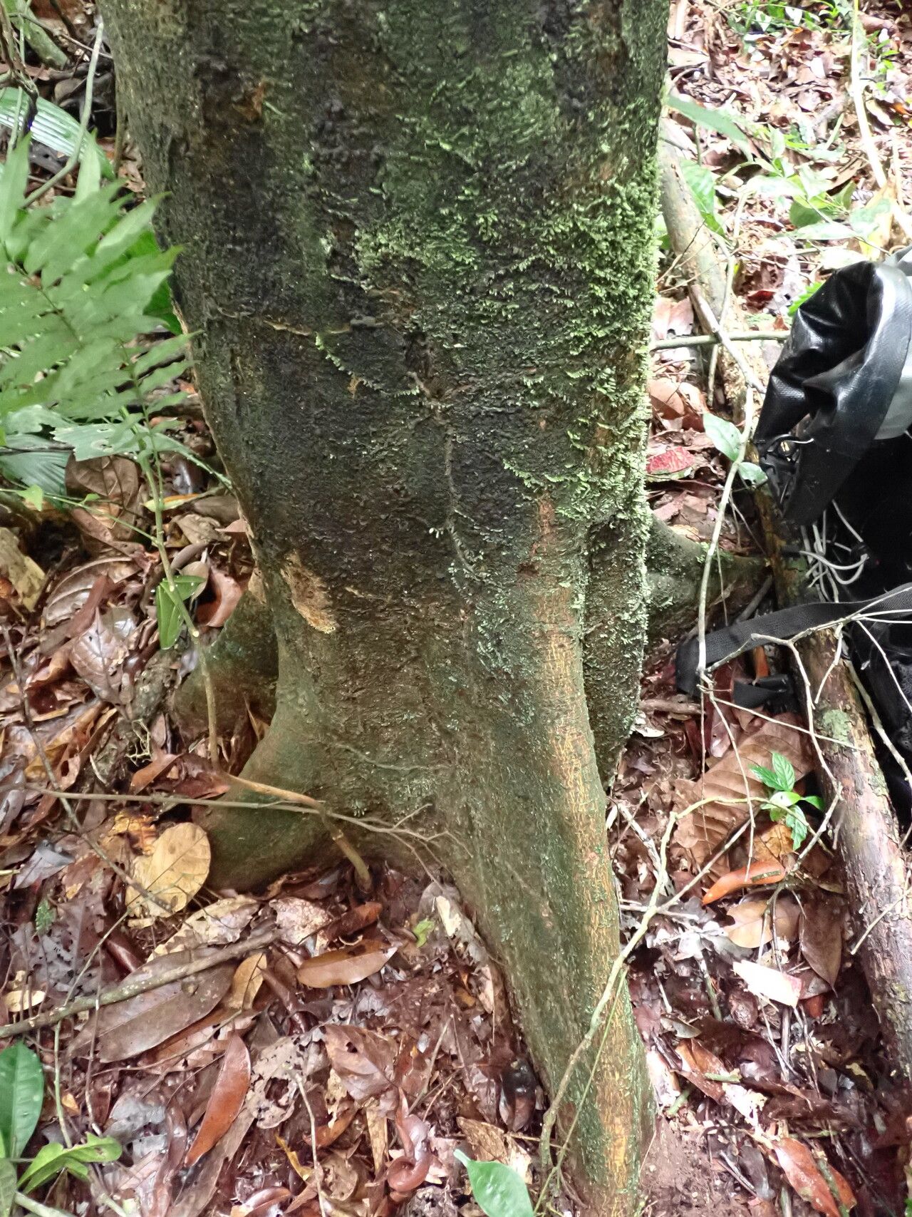 Grewia coriacea bark