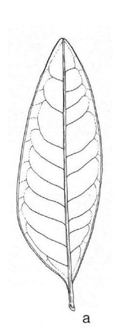 Cupaniopsis subfalcata — search result for 'Cupaniopsis'