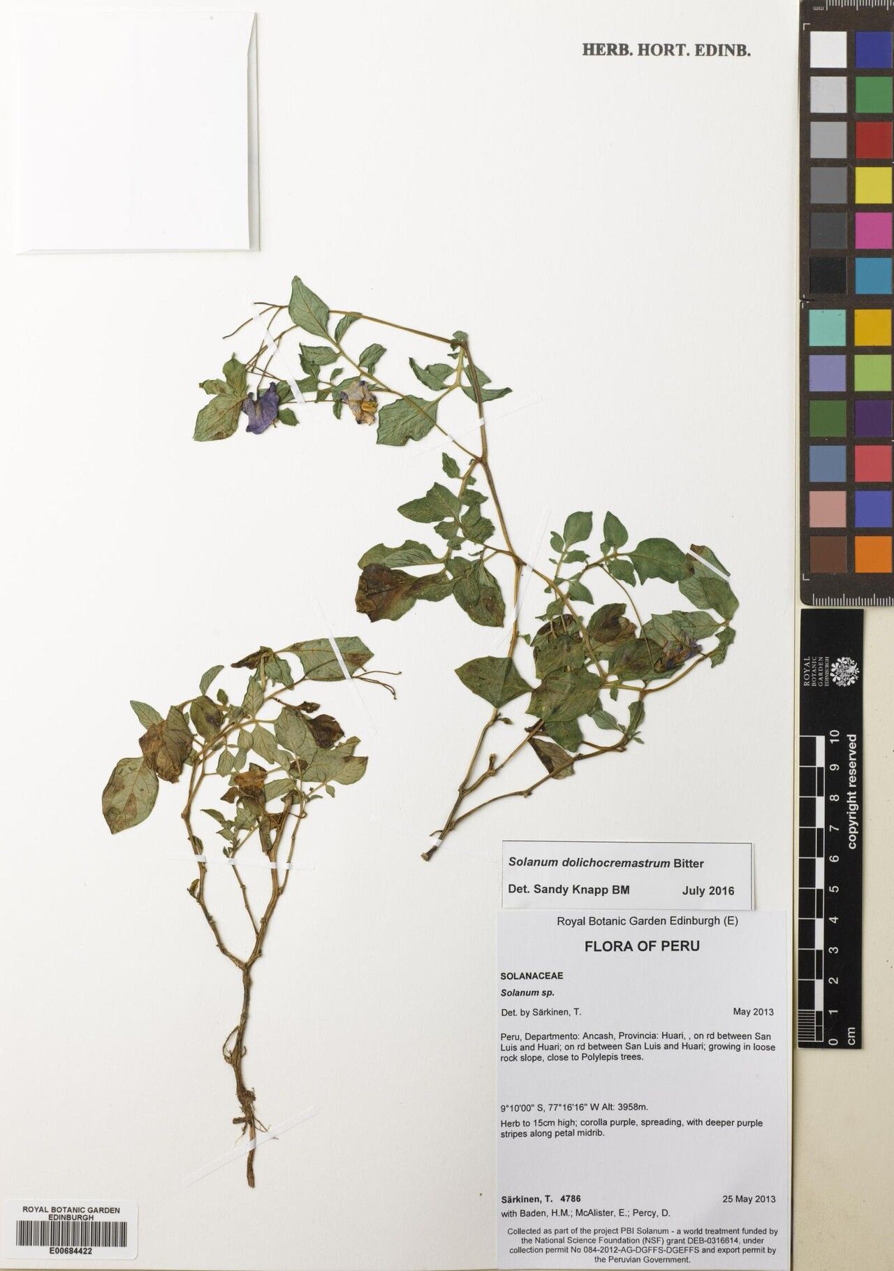 Solanum dolichocremastrum — houseplant care guide