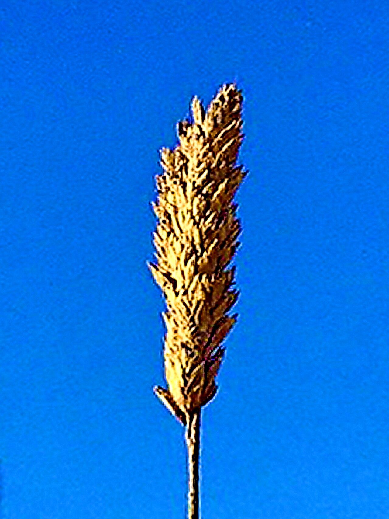 Poa cumingii — search result for 'Poa'