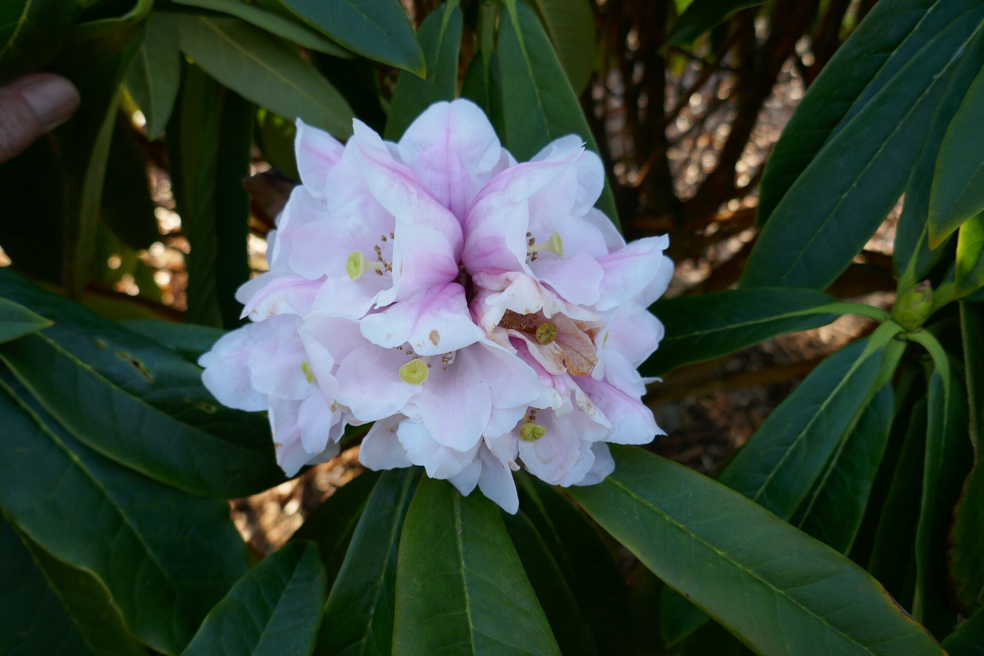 Rhododendron asterochnoum — houseplant care guide