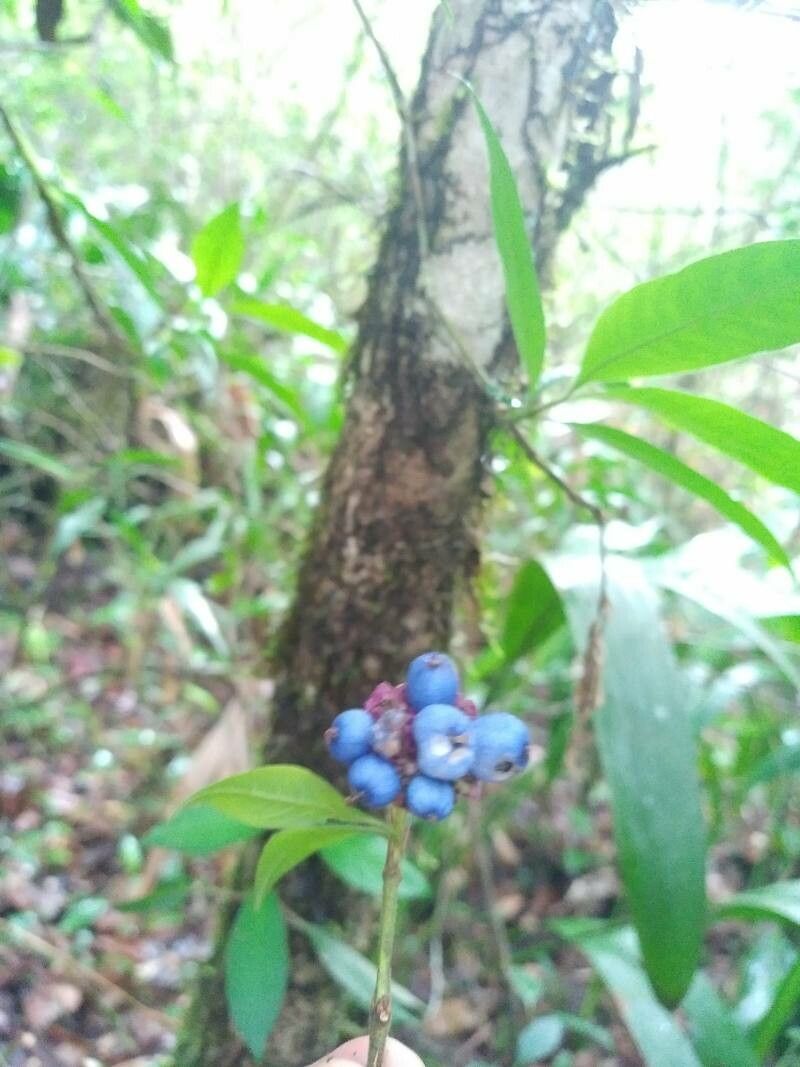 Palicourea bracteocardia fruit