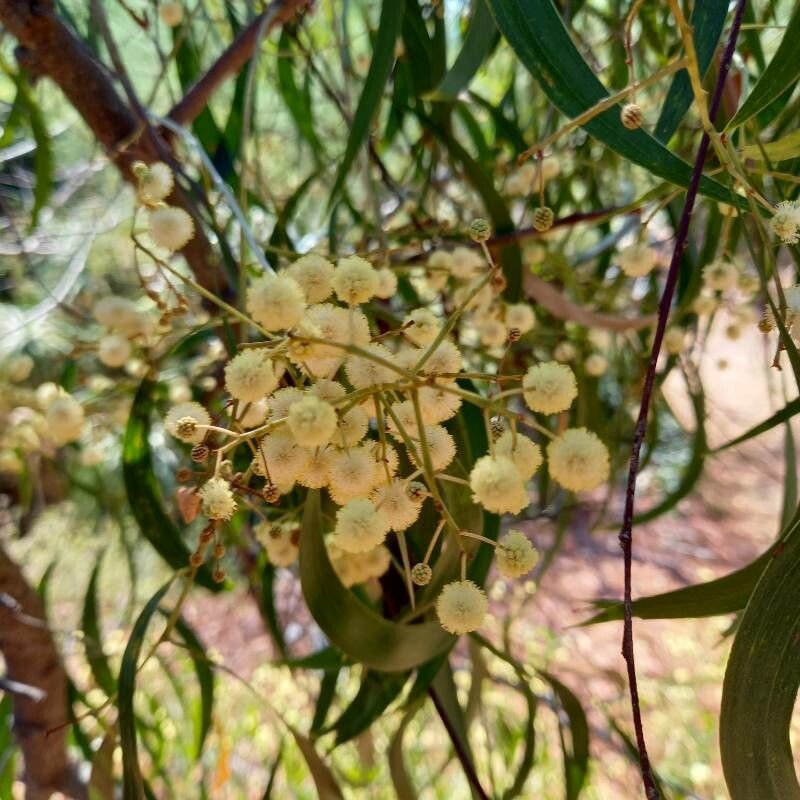 Acacia implexa flower