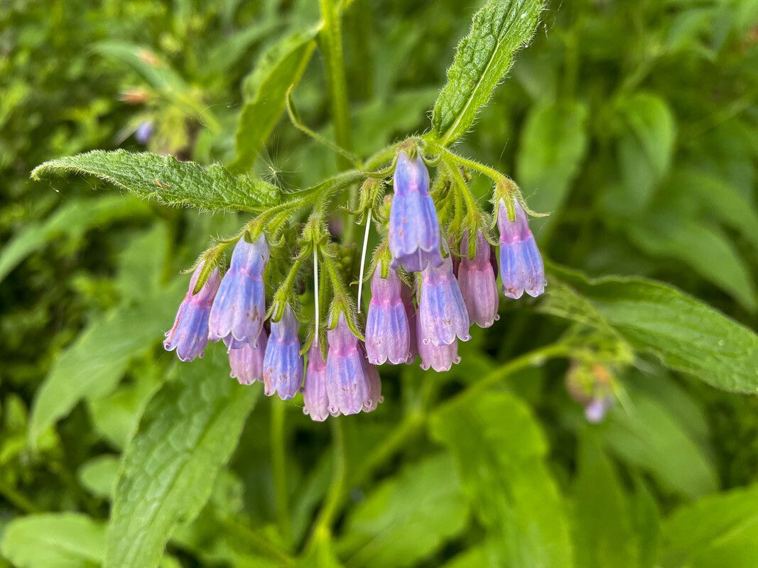 Symphytum × uplandicum flower