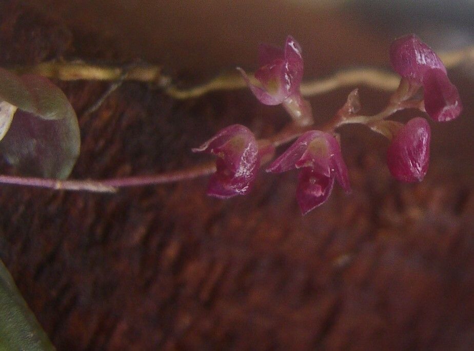 Bulbophyllum sanfordii flower