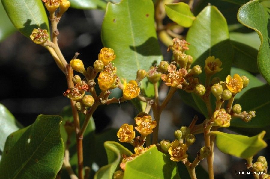 Tristaniopsis vieillardii flower