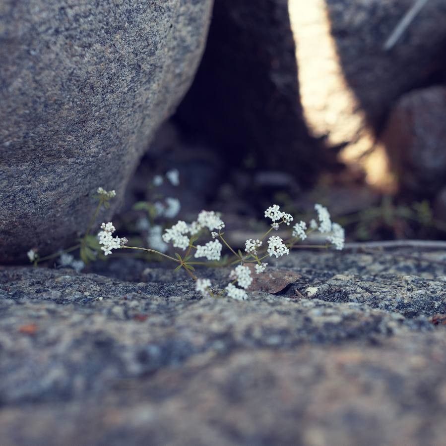 Pimpinella tragium flower