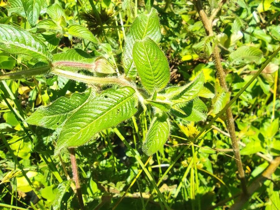 Ludwigia jussiaeoides — search result for 'Ludwigia'