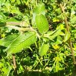 Ludwigia jussiaeoides