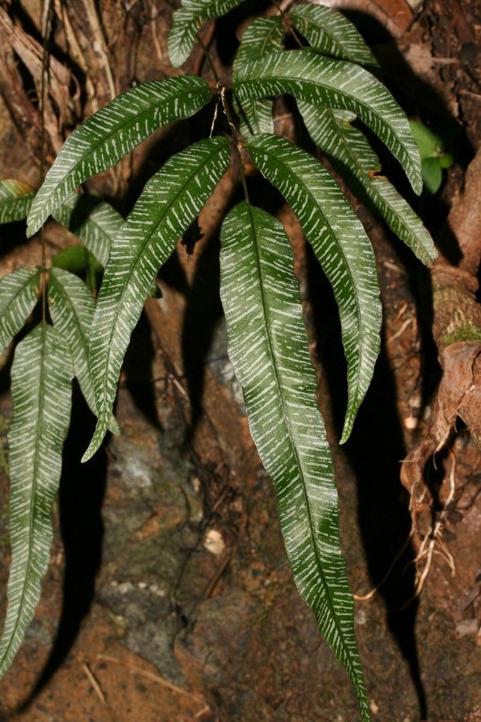 Pteris balansae