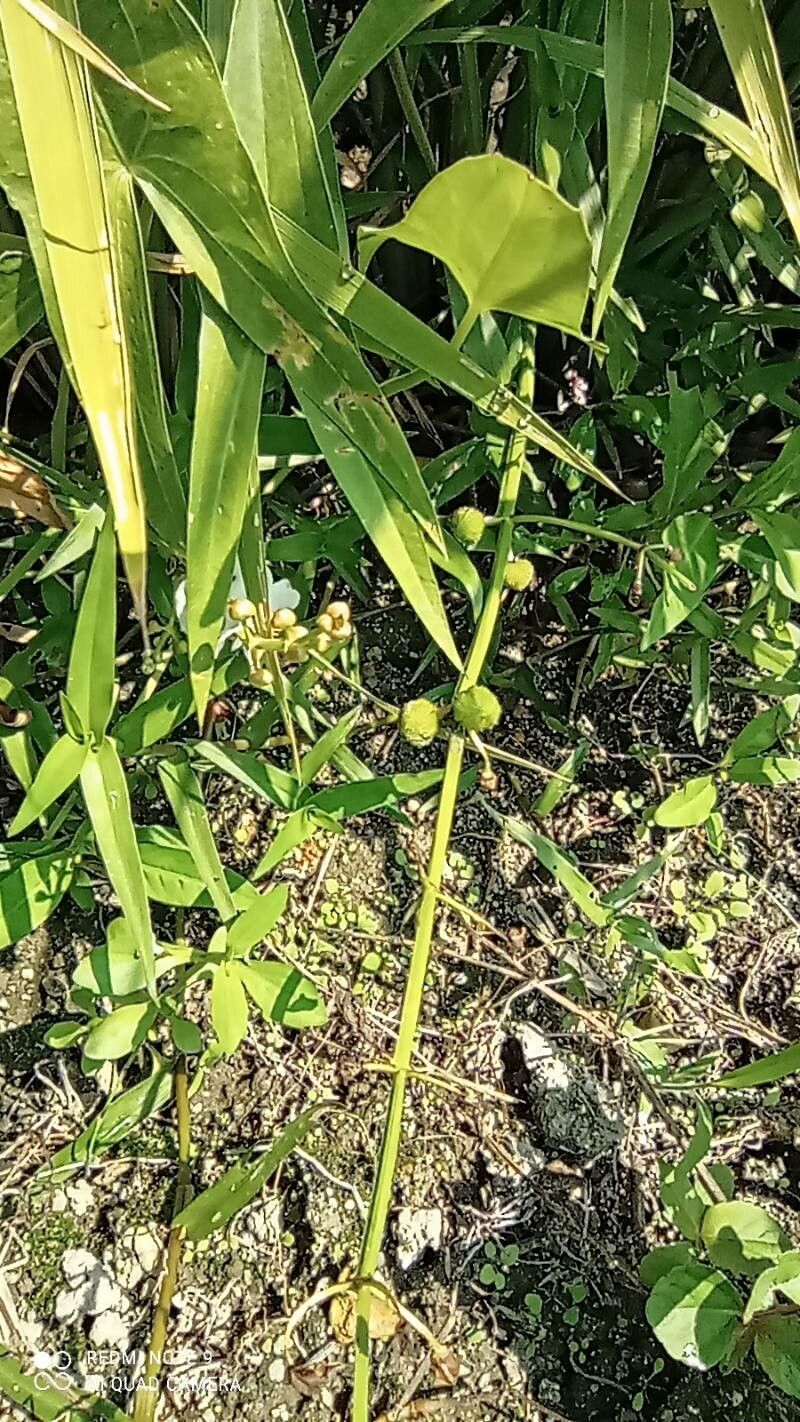 Sagittaria trifolia fruit
