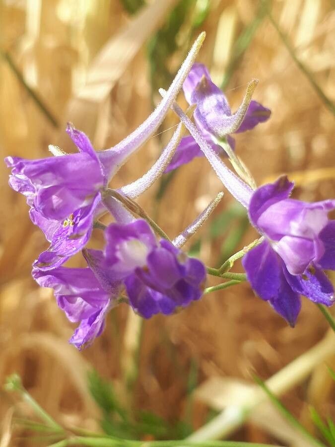 Delphinium pubescens flower