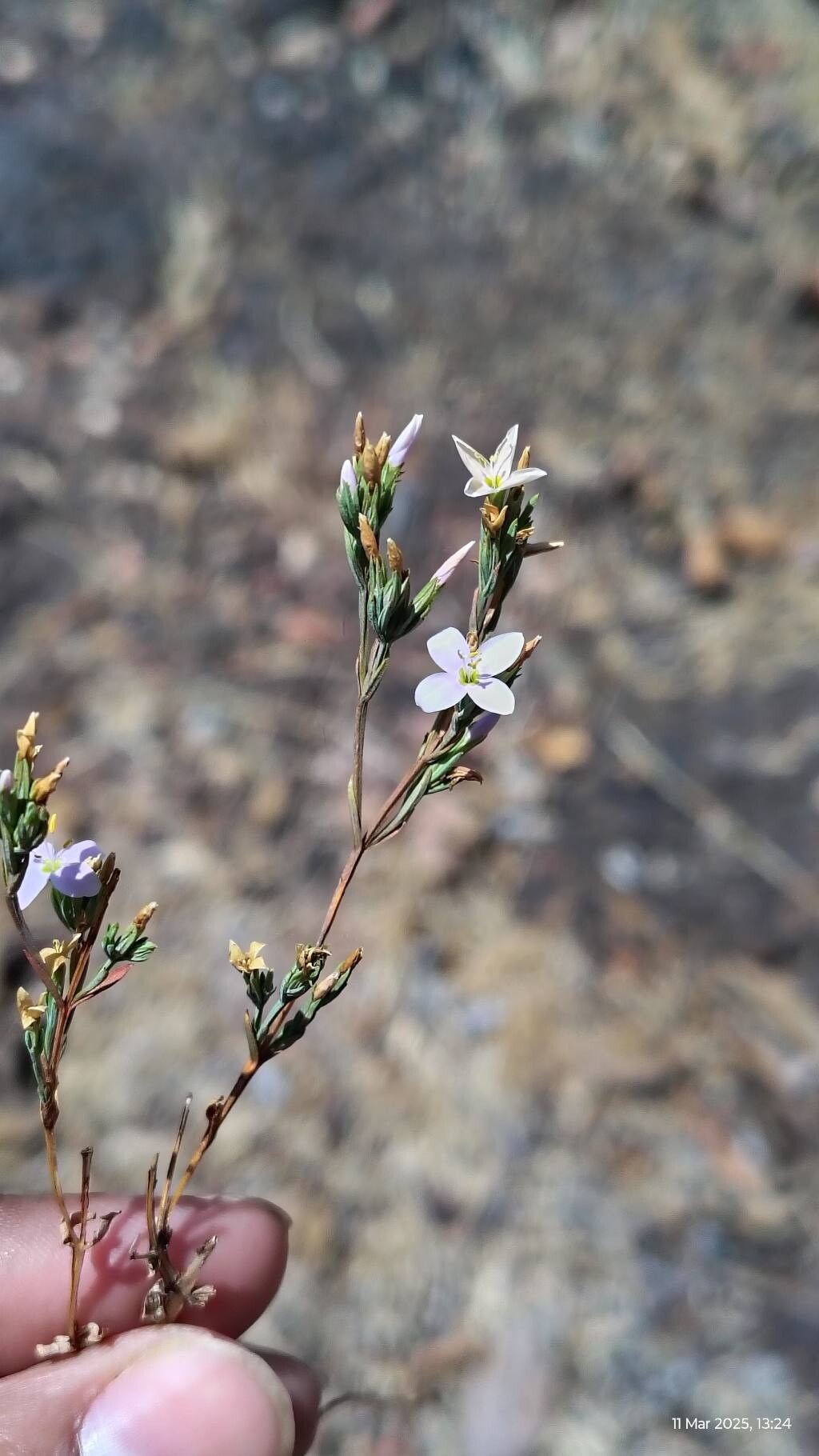Canscora stricta habit