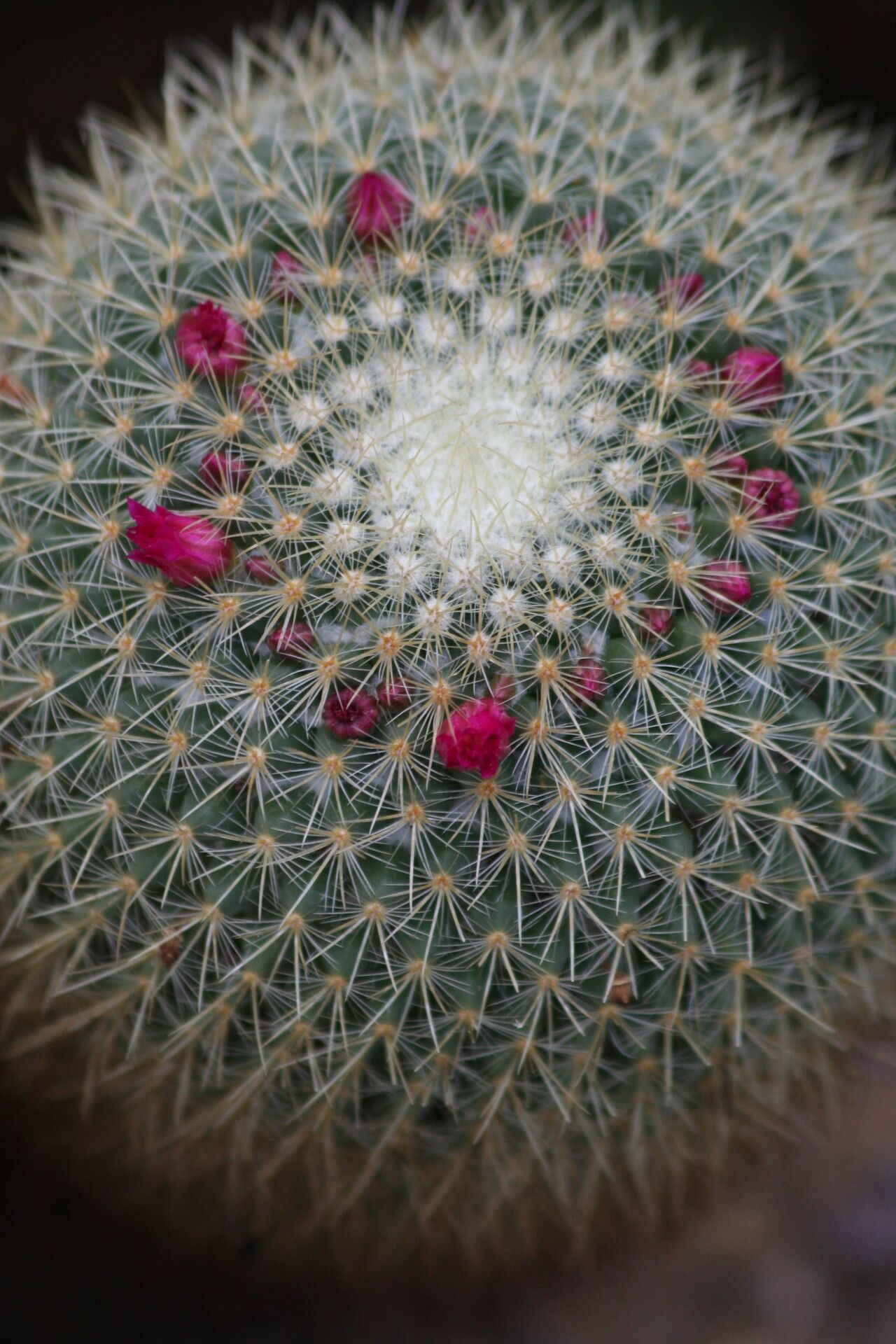 Mammillaria rhodantha flower