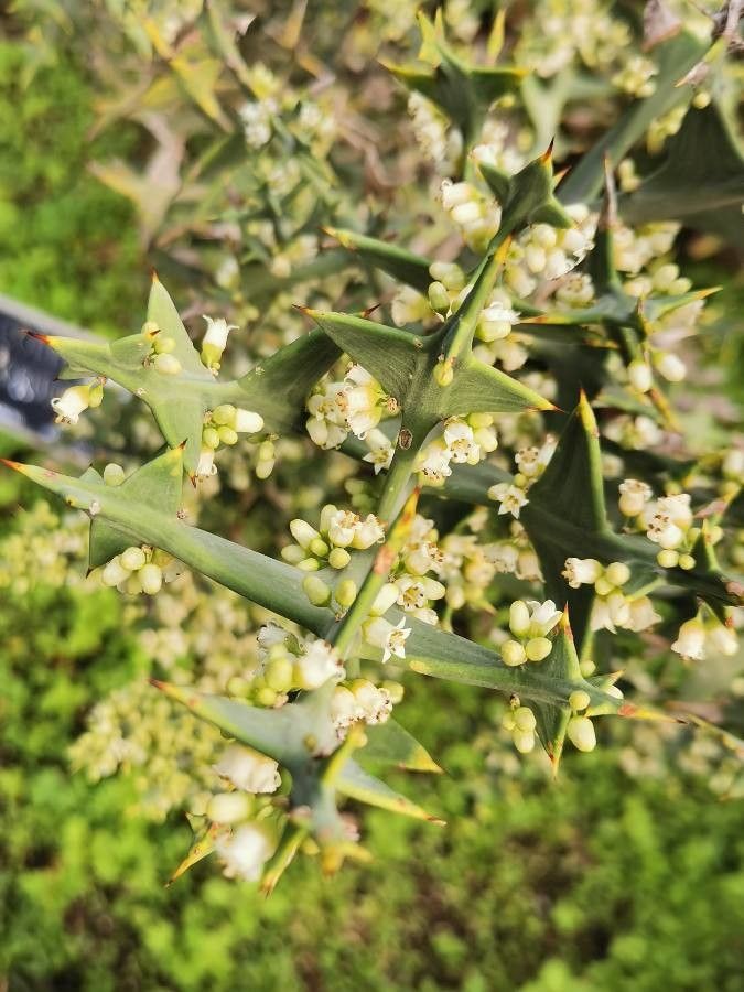 Colletia cruciata flower
