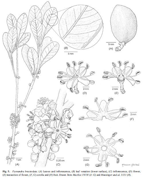 Pycnandra bracteolata — houseplant care guide