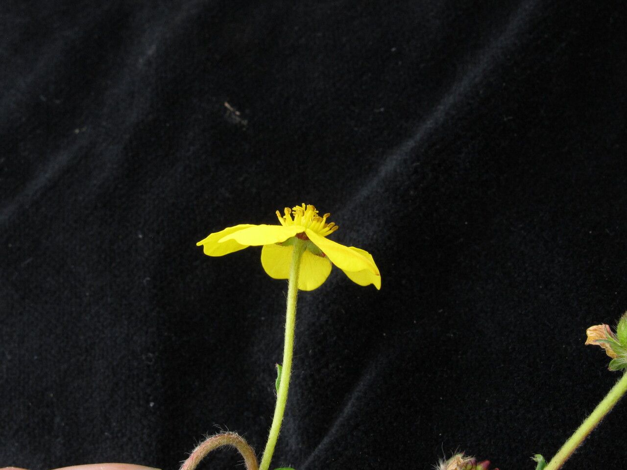 Argentina contigua other