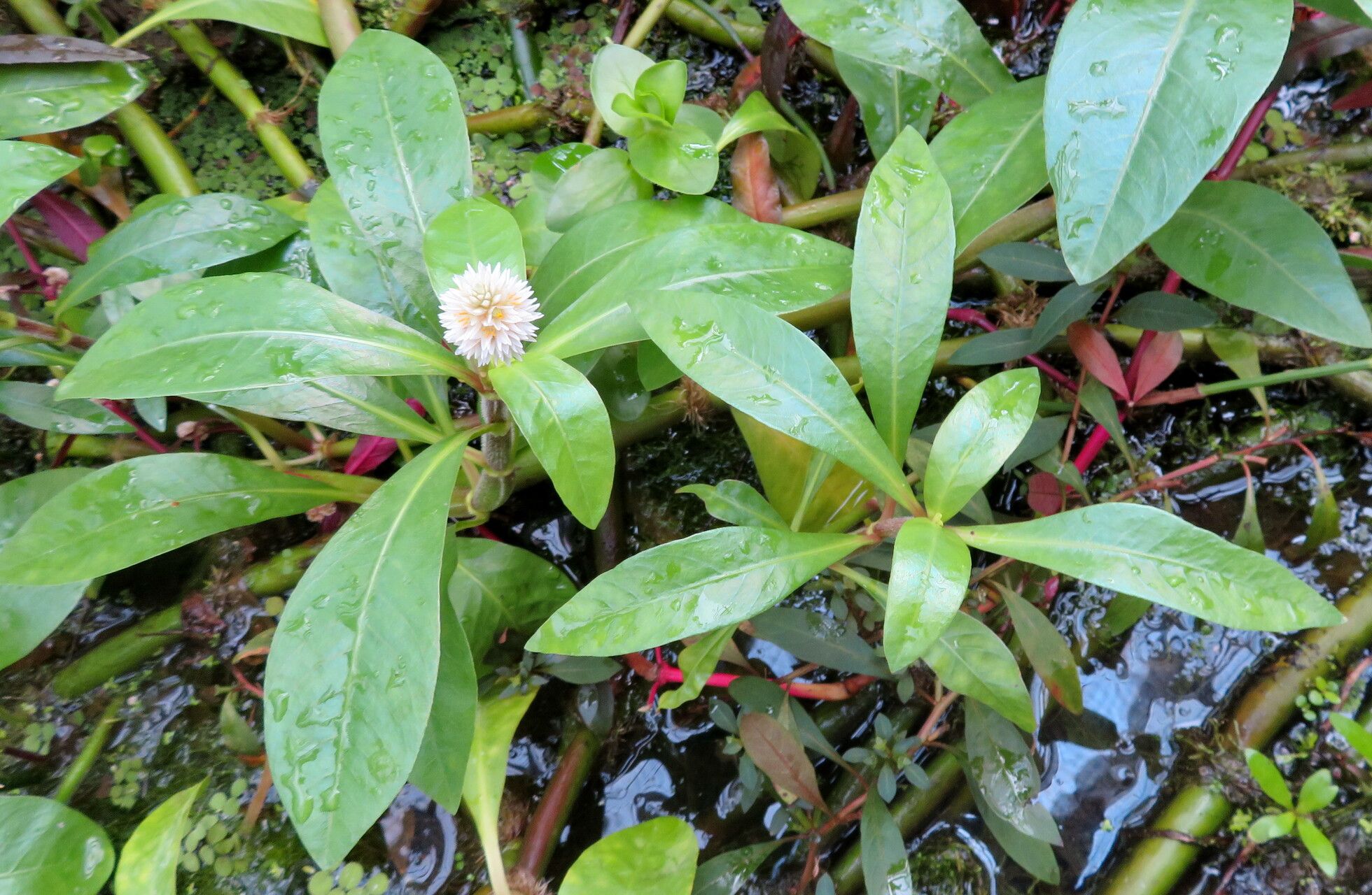 Alternanthera aquatica