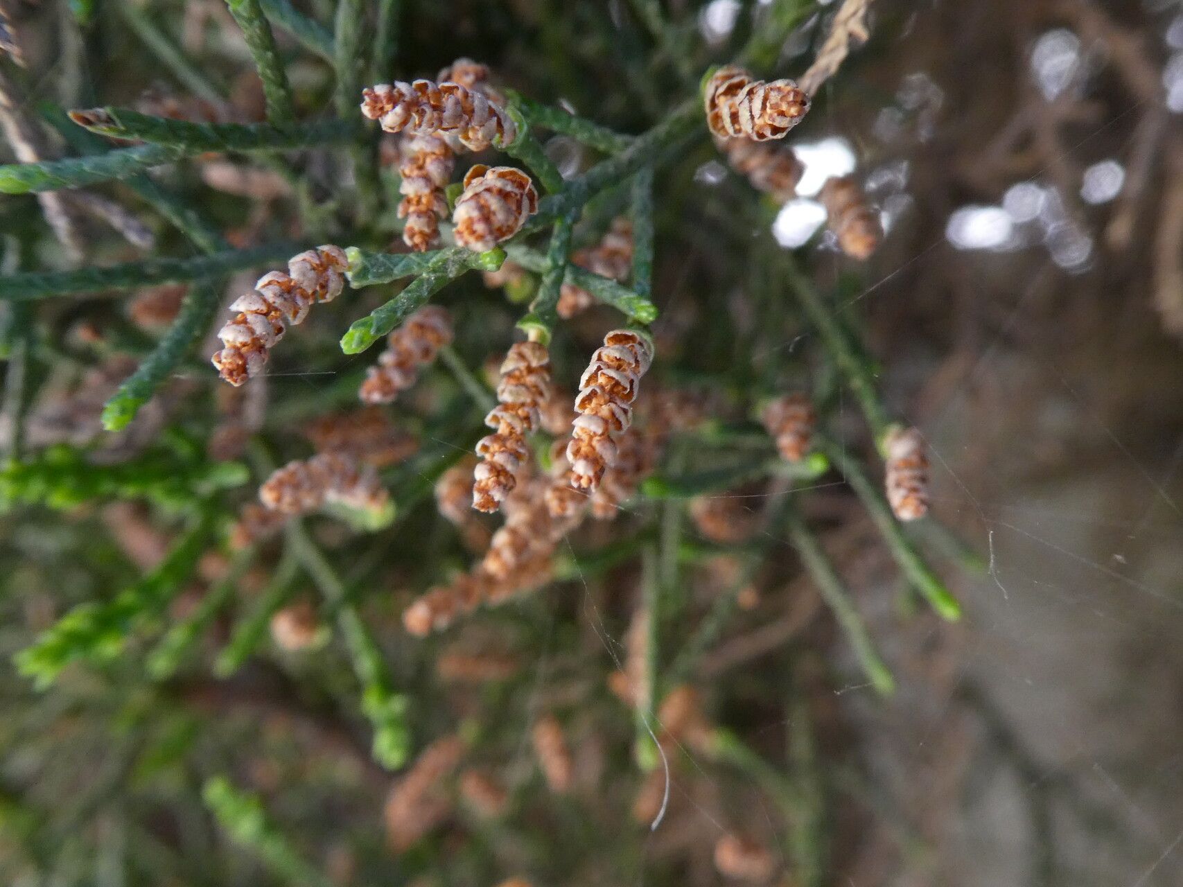 Hesperocyparis goveniana flower