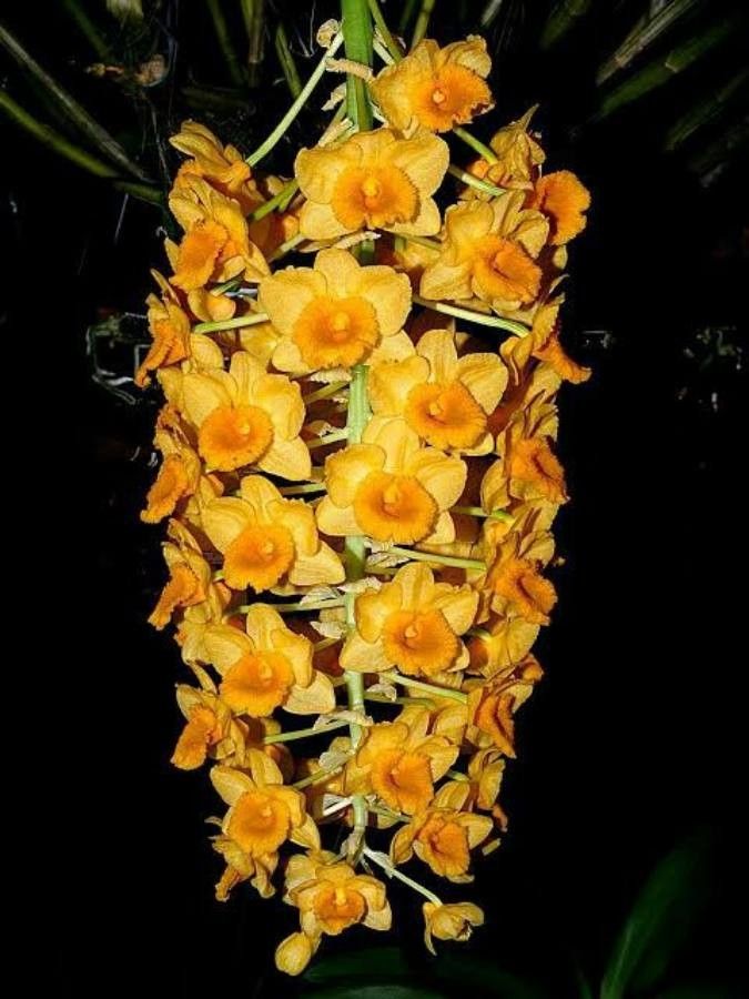 Dendrobium densiflorum flower