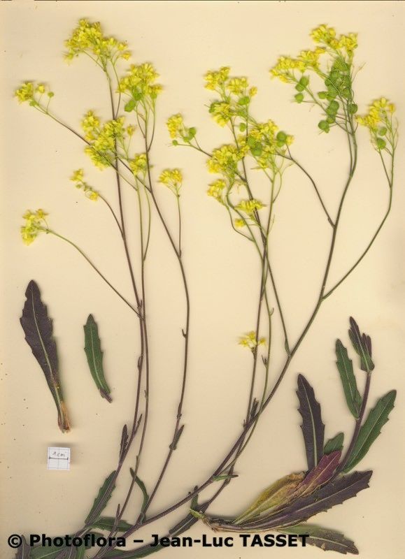 Biscutella ambigua habit