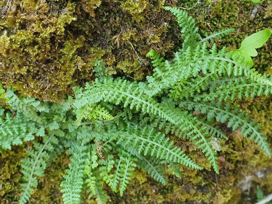 Asplenium fontanum flower