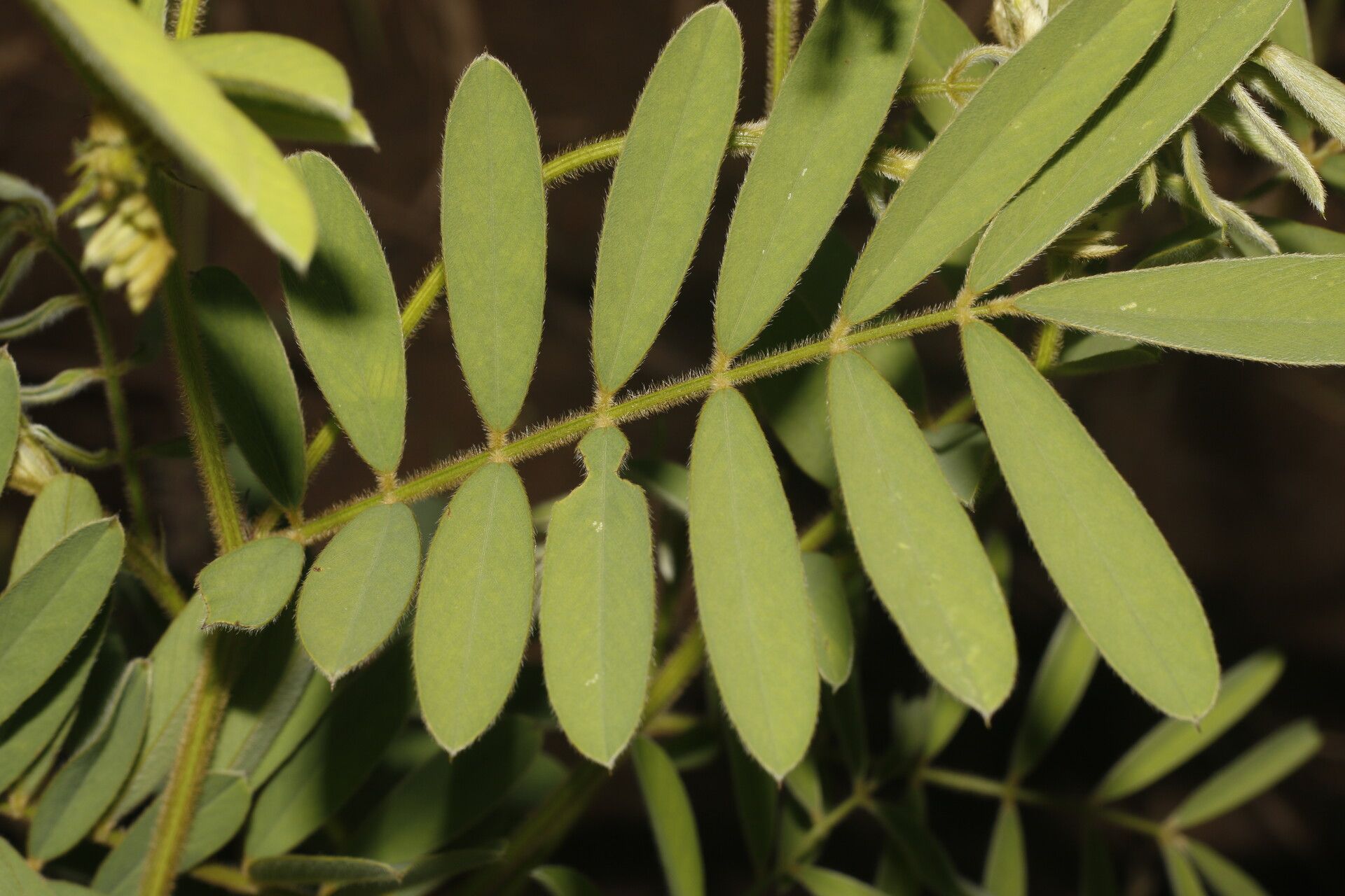 Tephrosia vicioides — search result for 'Tephrosia'