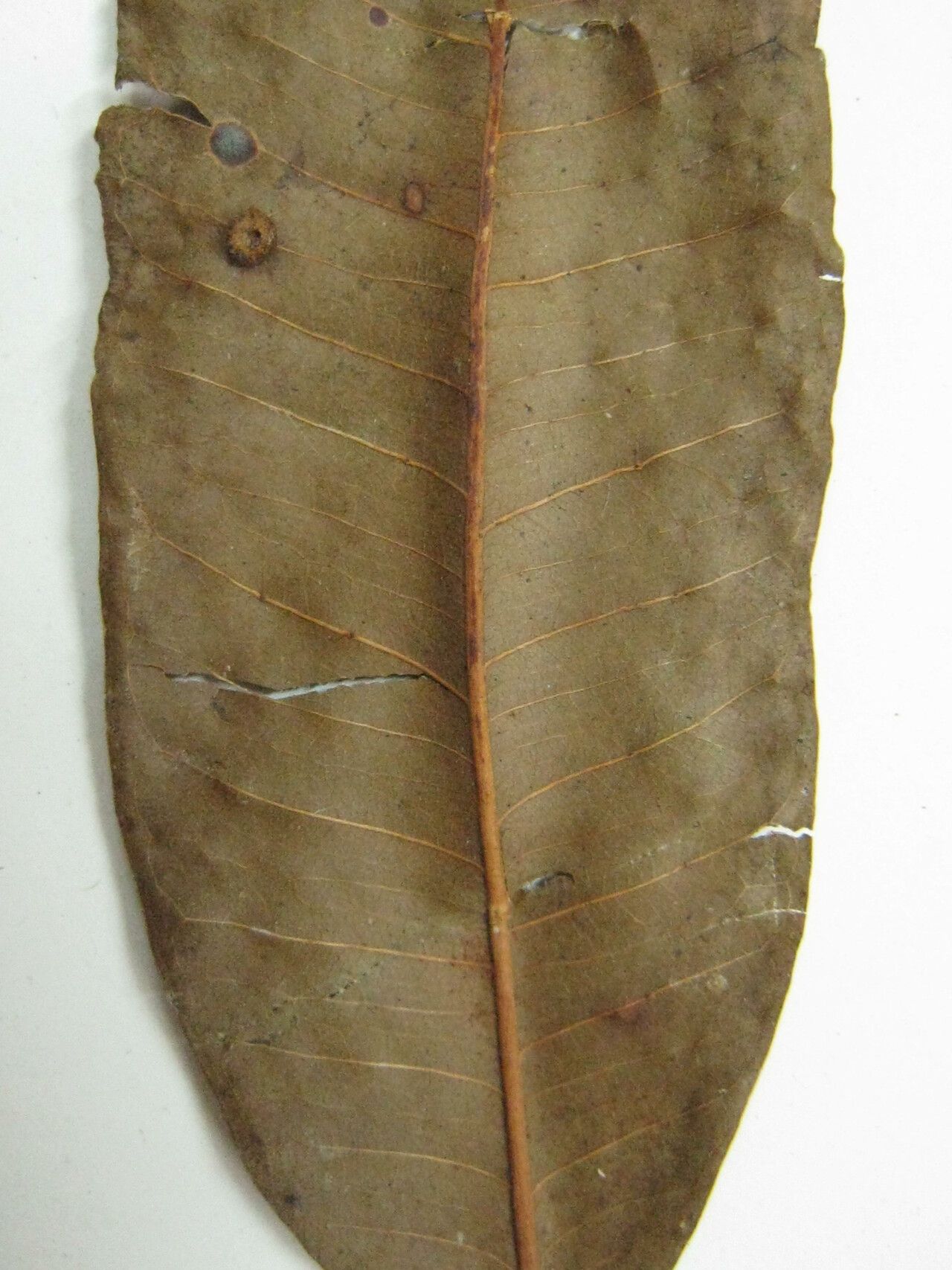 Ficus duartei — houseplant care guide