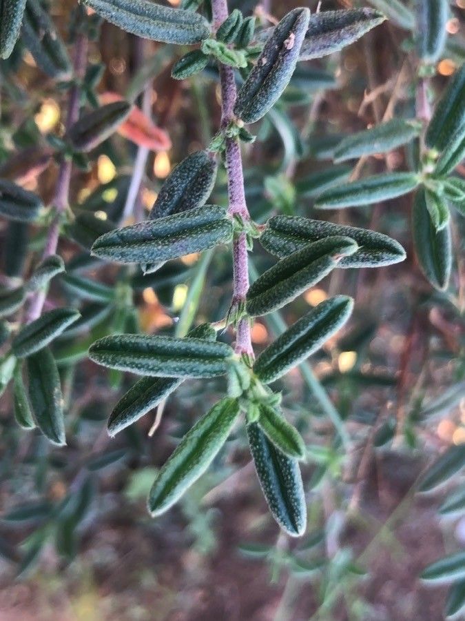 Helianthemum almeriense — related species from the same genus