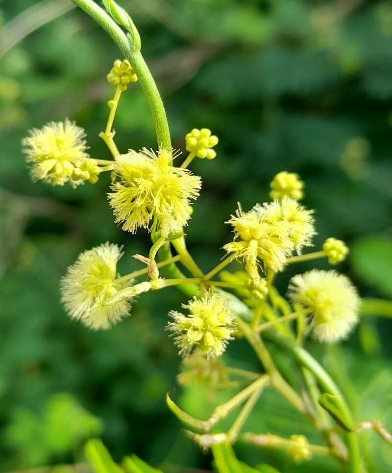 Senegalia tucumanensis flower