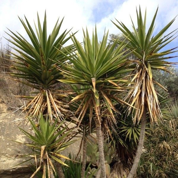 Yucca guatemalensis habit