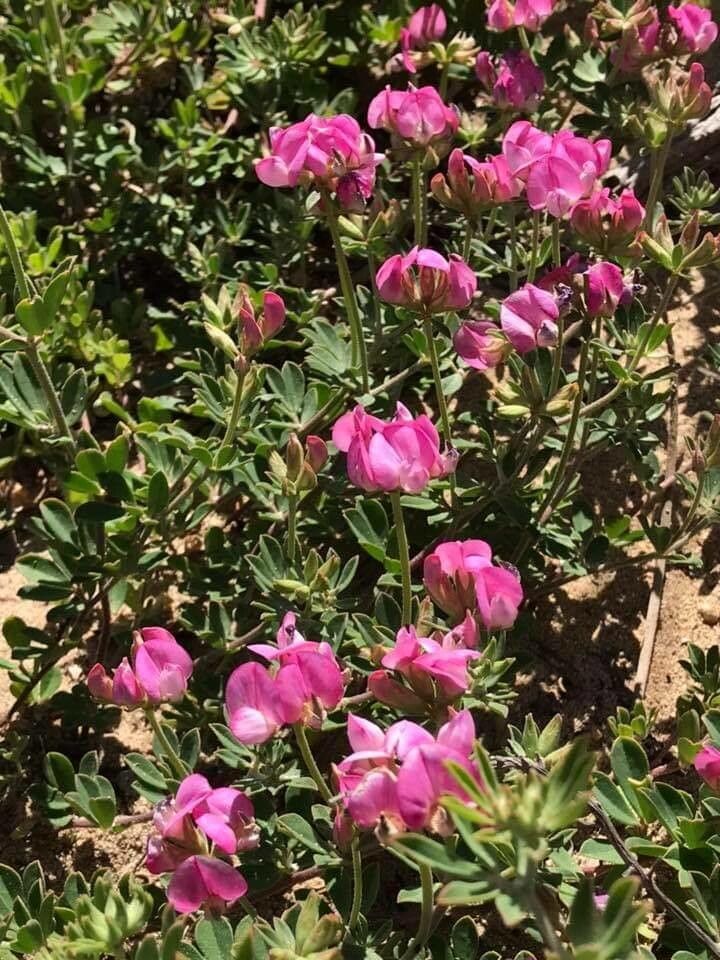 Lotus australis — search result for 'Lotus'