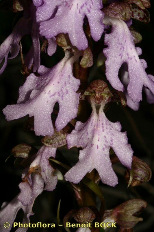 Himantoglossum metlesicsianum — houseplant care guide