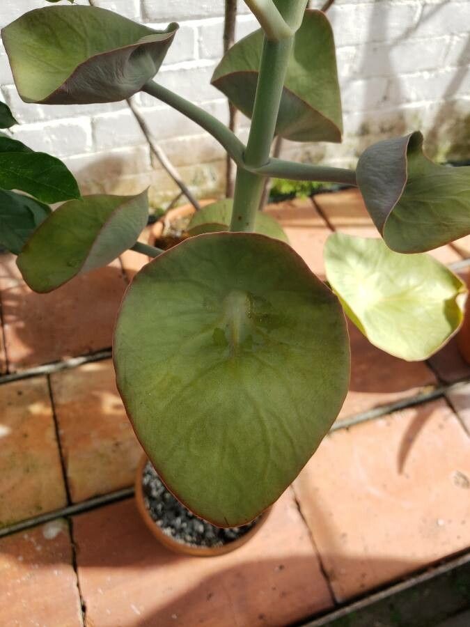 Kalanchoe nyikae — houseplant care guide