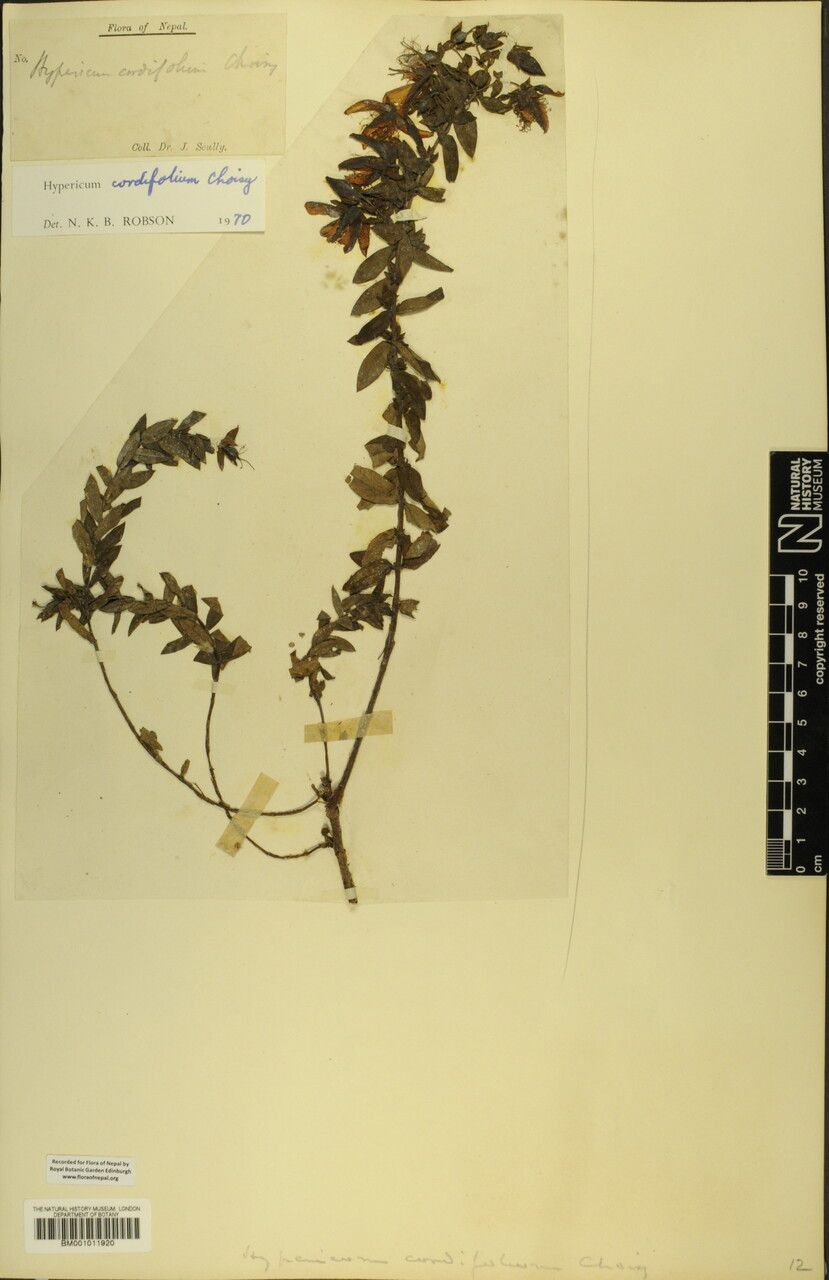 Hypericum cordifolium — houseplant care guide