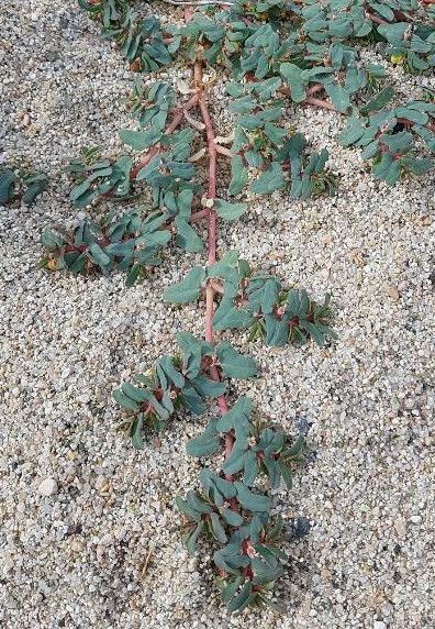 Euphorbia polygonifolia habit