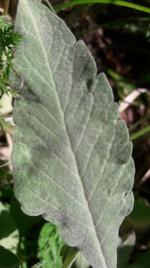 Scabiosa holosericea leaf